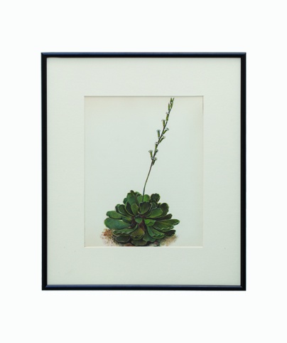 Original Fabulous 1970's Vintage Botanical Cactus 1 