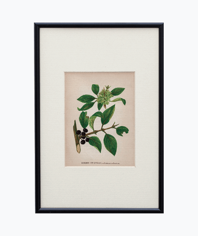VICTORIAN BOTANIC_01