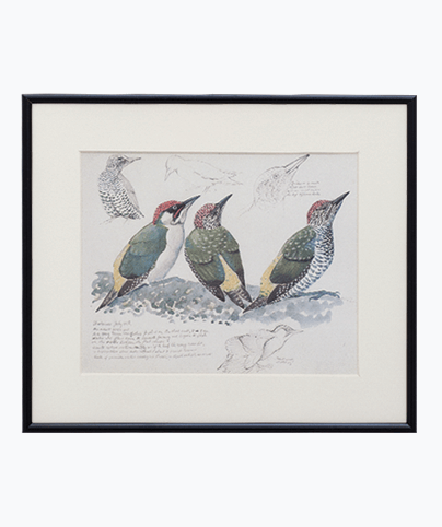 BIRD_03