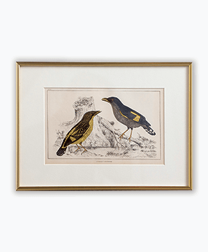 VICTORIAN BIRDS_02