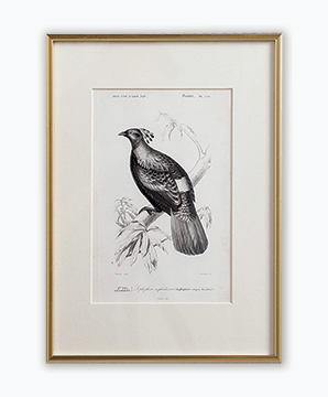 VICTORIAN BIRD_03