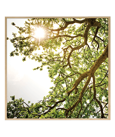 FOREST_04_SQ