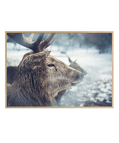 FOREVER DEER