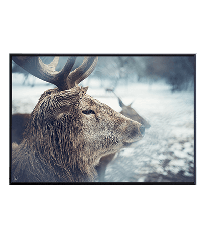 FOREVER DEER