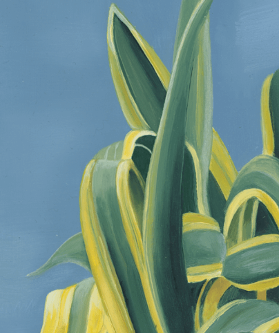 AGAVE_01