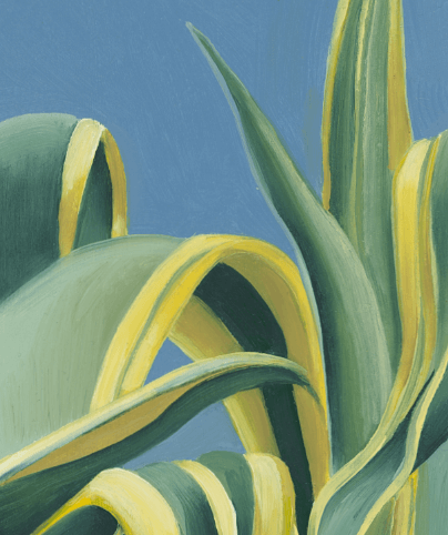 AGAVE_02