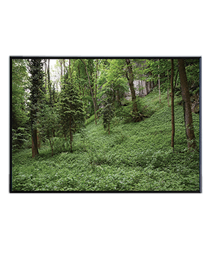 A_FOREST