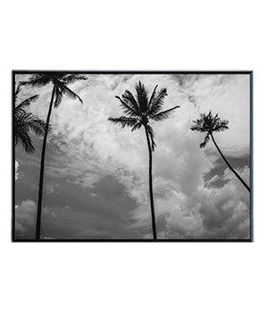 DARK_PALM_01