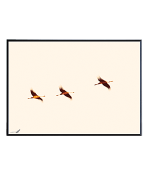 CRANES