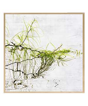 ZEN_15_SQ